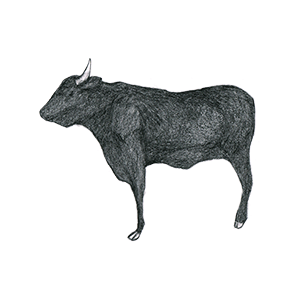 牛のイラストレーション